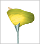 Calla Floor 